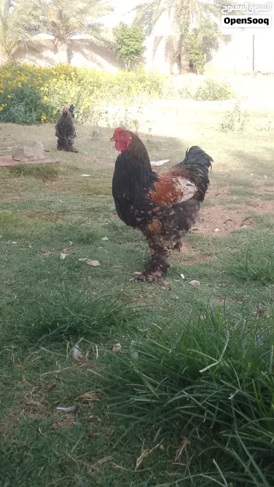 كوبيات براهما درجة ونظافة 2