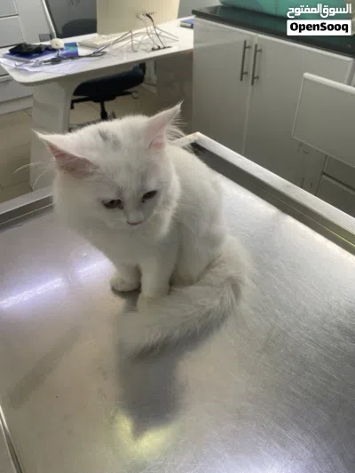 Parisian breeds cat 3