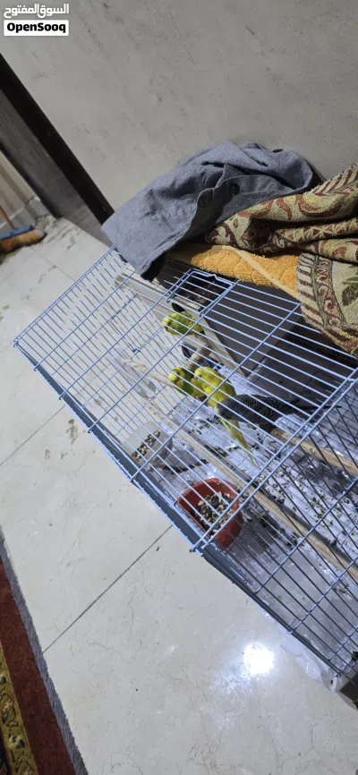 Bird 4 pair male femal 2