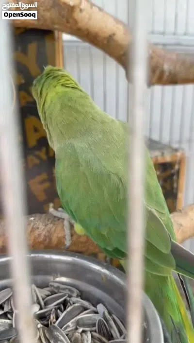 للبيع دره الاخظر انثى 2