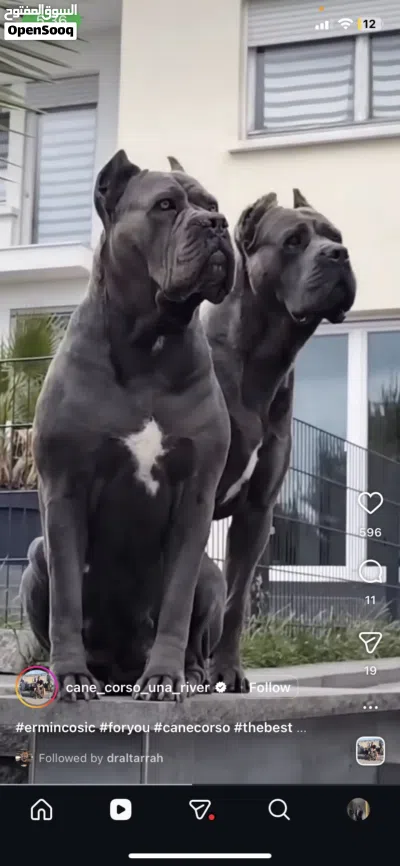 مطلوب كلب الكين كورسا (cain corsa) مستوى عالي 2