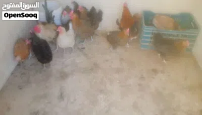 اقرا المزيد 2