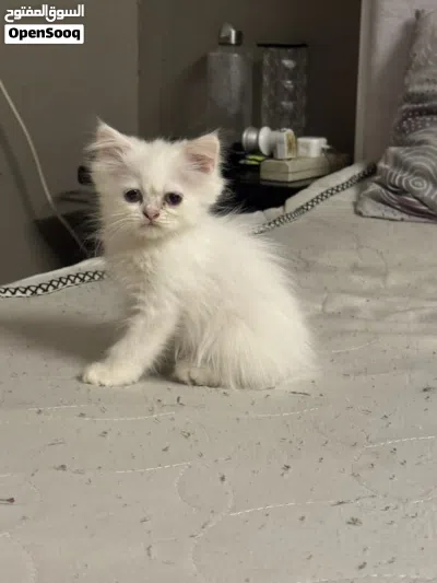 Adorable Male white Persian kitten 3 months old very active and playful 3