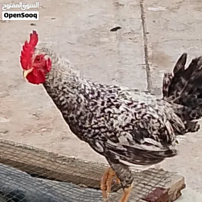 ديج عرب منقط ابو ديج شوكي سلفر 2