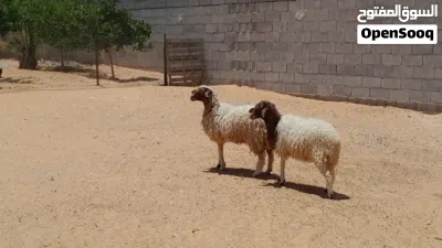 2فطايم ربي يبارك العمر 7شهور سليمات من اي عيب بادن الله 4