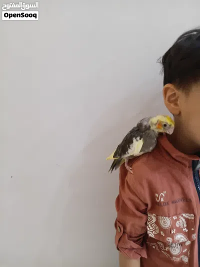كوكتيل بقري عمره شهرين انتاجي مال بيت لعوب وياكل ونضيف حلو نشيط اقره وصف 2