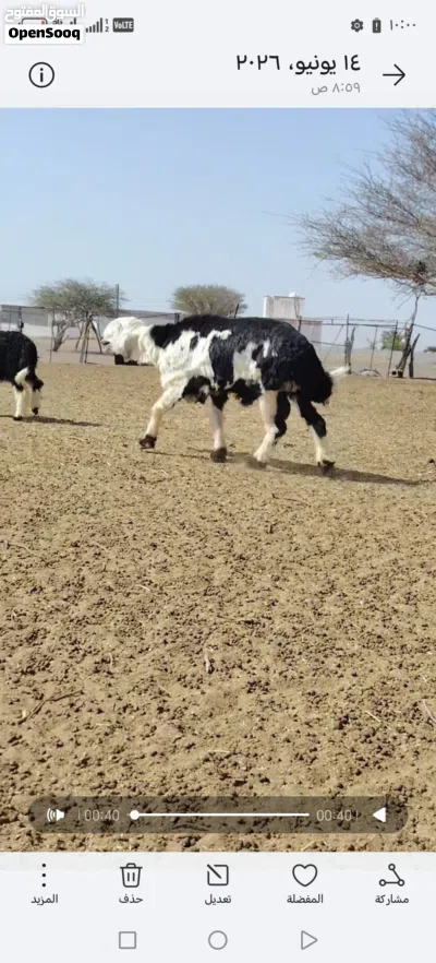 كبش نقدي عملاق كبير بيور نقدي اصل للبيع 2