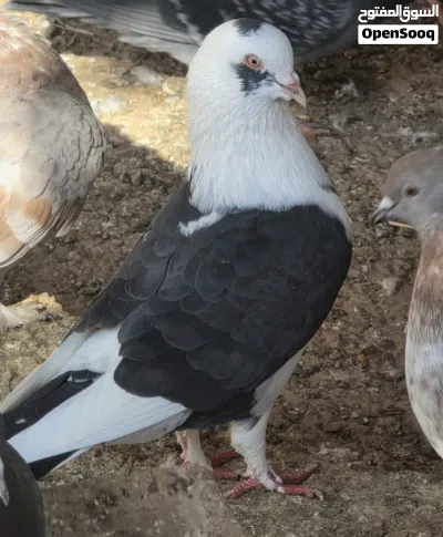 حمام شمسي ومدينه وزينه للبيع شاهد الوصف 4