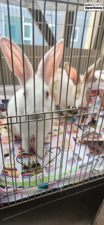 Healthy and Friendly Pet Bunny Available - PET ONLY 4