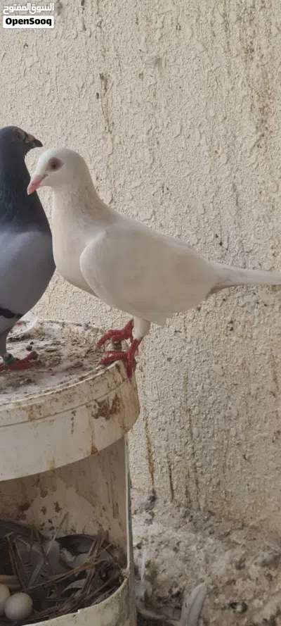 للبيع حمام زاجل 4