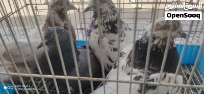 2 كوبيات باكستاني للبيع 4