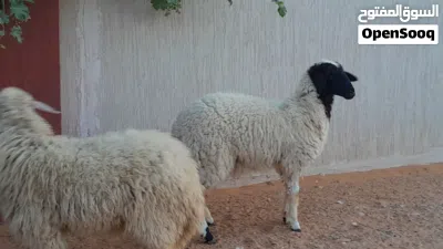 2فطايم وطنيات توميات ربي يبارك عمرهم ف8شهور سلاله مشالله متع تربيه.. 4