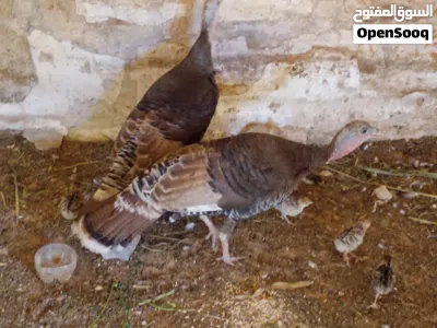 ديك رومي زوز دجاجه 8 فلوس تحتهم 3