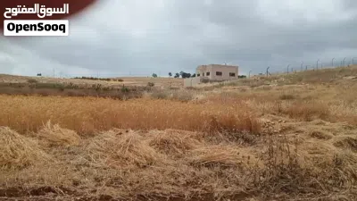 تبن قمح ابيض نظيف 2