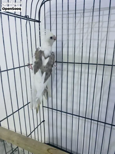 كوبية كوكتيل فرنسي محلية 3