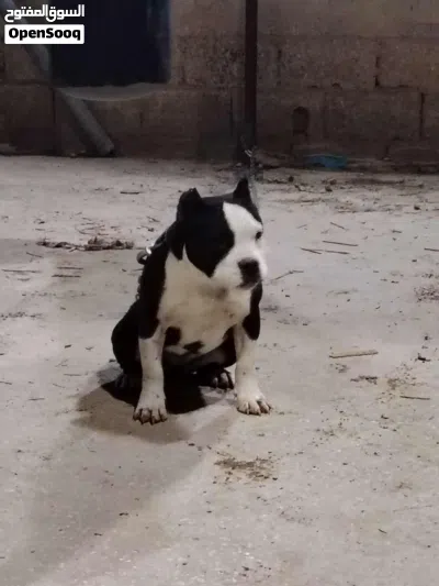 متاح أنثى أمريكان بولي 3