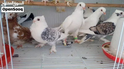 طيور زينه لببيع انواع 2