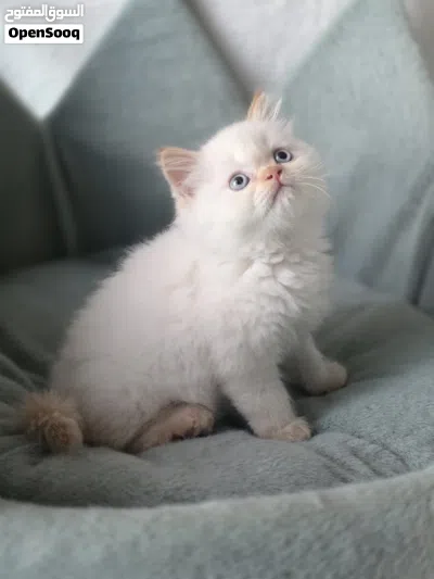 راغدول و سكوتش فولد Ragdoll red point& Scottish fold 3