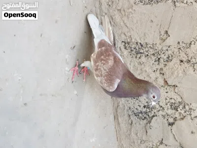 زاجل للبيع 2