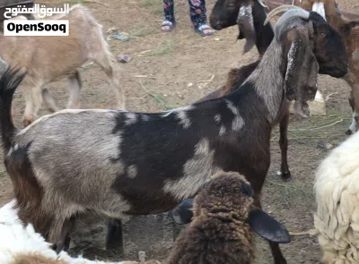 نعاج و معيز 3