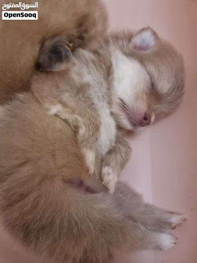 جرو بوميرانيان ذكر Pomeranian puppy male 4