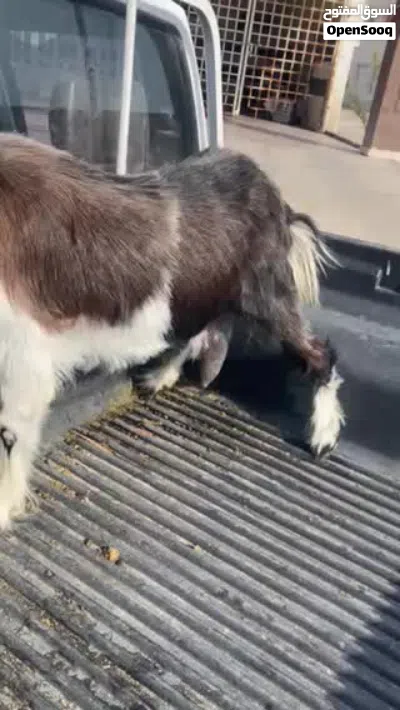 ماعز للبيع 2
