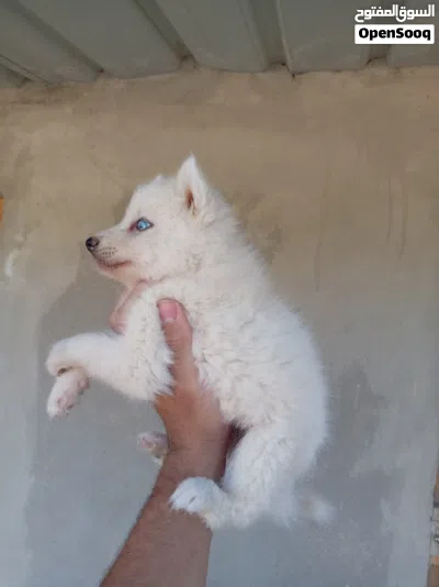 جروه هاسكي للبيع 4