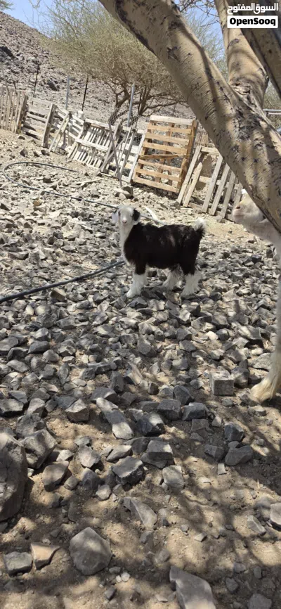 جدي سمين للبيع 4