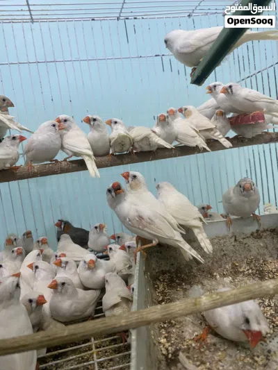حضيرة زيبرا فيها جميع الالوان 4