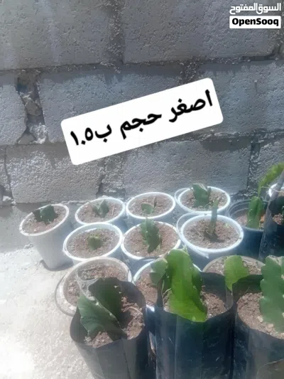 الان الان الان موسم زراعة الدراغن فروت (فاكهة التنين ) الابيض من الداخل ذاتي التلقيح مكفول انتاج 2