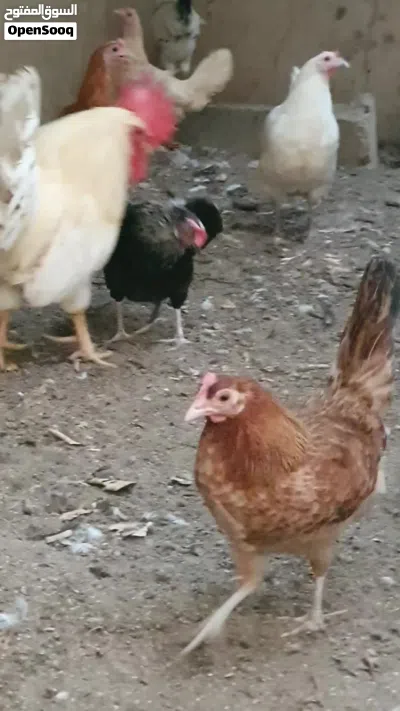 ديك فرنسي للبيع 3