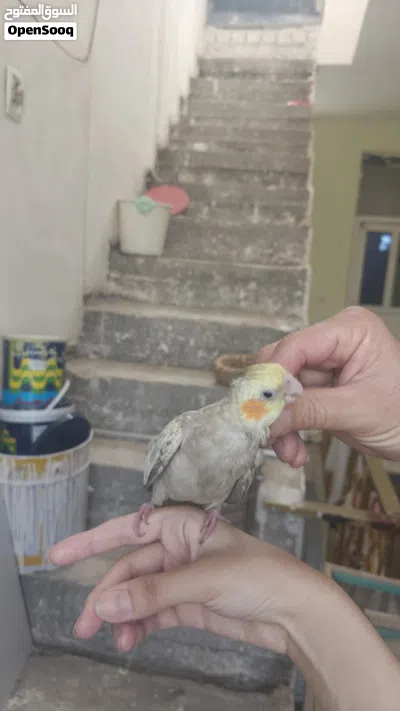 كوكتيل اليف للبيع 3