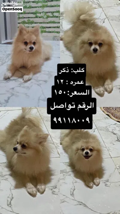 هذا الحيوان هو كلب من سلالة بومرينيان (Pomeranian)، ويُعرف اختصاراً باسم بوم. 2