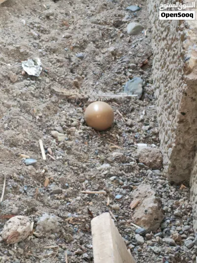 للبيع زوج فزن منتج 3