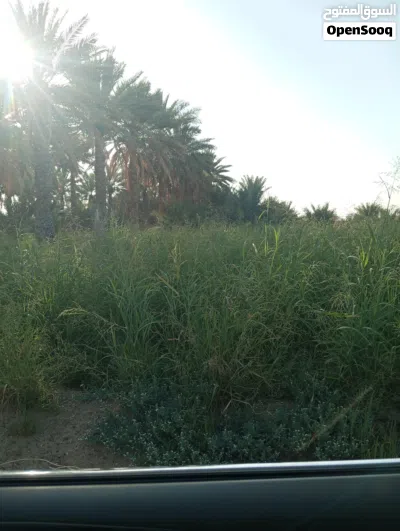 حشيش وقت وذره للبيع 3