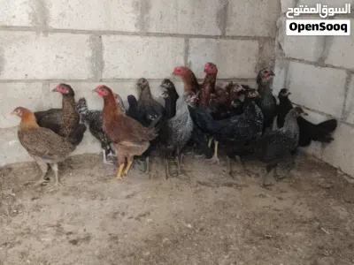 مجموعة طيور وحيوانات للبيع شوف كل الصور 2