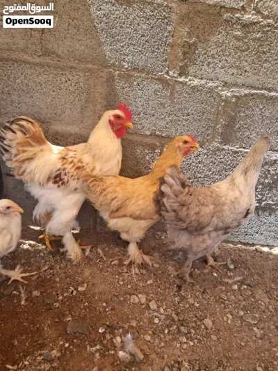 للبيع دجاج كوشن العملاق 3