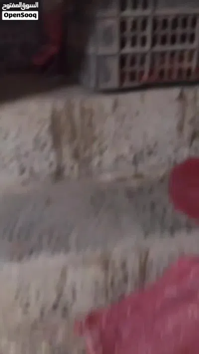 للبيع بيت في قلب شارع الوزير 3