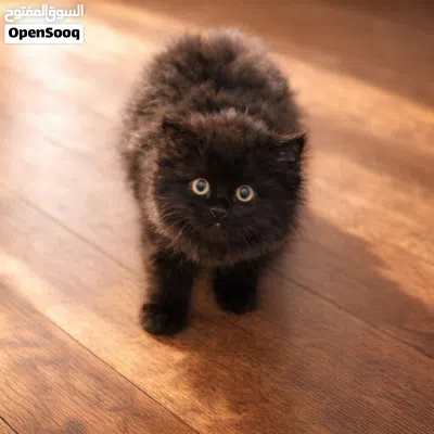 undefined 4