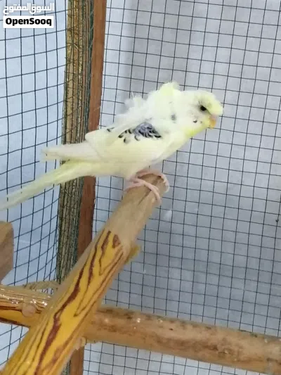 طيور حب هاجرمو شكري برصاصي 3