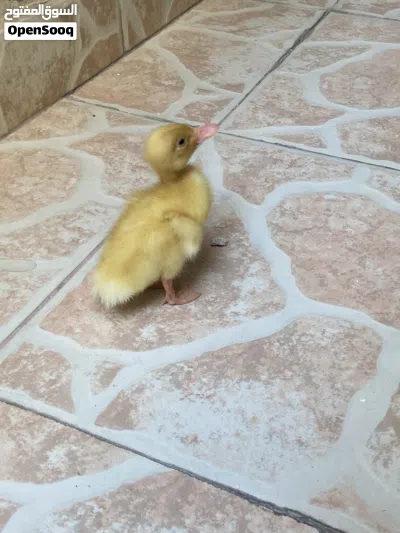بط صغير أصفر 3