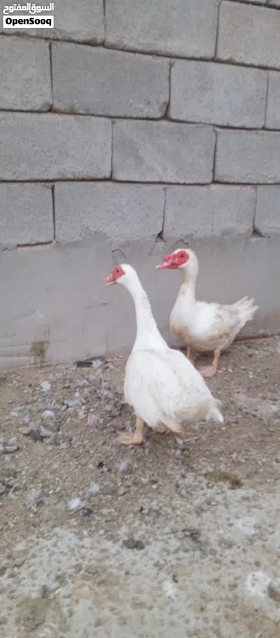 متوفر بشوش مصري 3