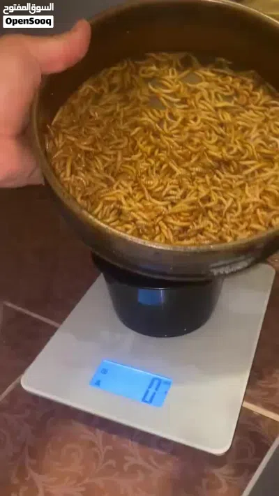 دود قبابي (ميلورم-mealworm-) حي فاخر - مفرز حسب المقاس ومغذى بروتين وكالسيوم عالي 3