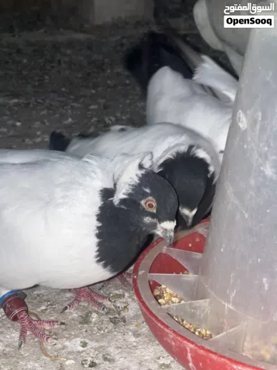 حمام ارباش للبيع 4