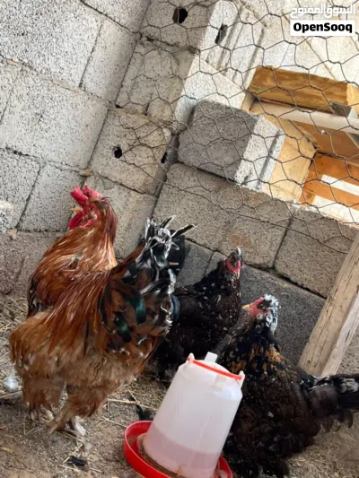 تبارك الرحمن للبيع او التبديل 2