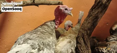 طقم حبش المنيوم مميز 3