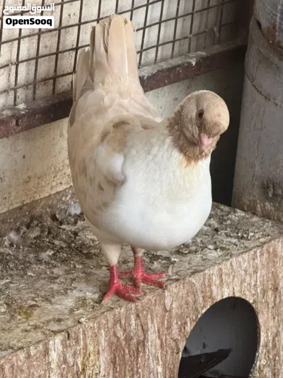 للبيع انثى مدينه أوربي بحالة جيدة ولون ممير 2