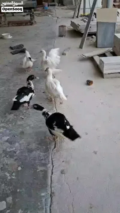 Muscovy duck 5pis 4