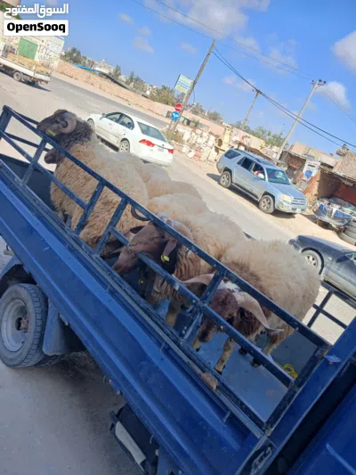 بورتر للنقل 3