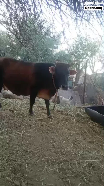 بقره فول سمنه شوف الفيديو 2